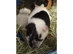 Vinnee, Guinea Pig For Adoption In Salisbury, Massachusetts