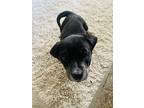Eve, Labrador Retriever For Adoption In Berkley, Michigan