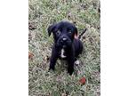 Reese, Border Terrier For Adoption In Fishkill, New York