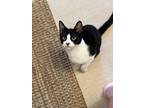 Alex, Domestic Shorthair For Adoption In New Milford, Connecticut