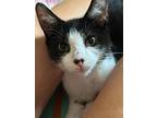 Nikki, Domestic Shorthair For Adoption In New Milford, Connecticut
