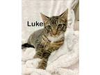 Luke, Domestic Shorthair For Adoption In New Milford, Connecticut