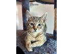 Pierre, Domestic Shorthair For Adoption In New Milford, Connecticut