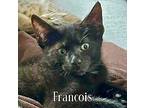 Francois, Domestic Shorthair For Adoption In New Milford, Connecticut