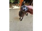 Emmie, Russian Blue For Adoption In San Antonio, Texas