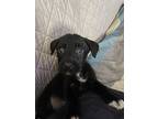 Reese, Border Terrier For Adoption In Memphis, Tennessee