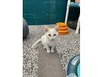 Bjorn, American Shorthair For Adoption In Cleveland, Georgia