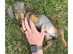 Doxie Durango, Dachshund For Adoption In Mishawaka, Indiana