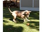 Willow, American Staffordshire Terrier For Adoption In Pownal, Vermont