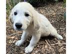 Gr English Cream Elaine, Golden Retriever For Adoption In Mishawaka, Indiana