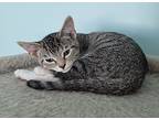 Sven, Domestic Shorthair For Adoption In Smithfield, North Carolina