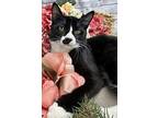 Gucci, Domestic Shorthair For Adoption In Ocean Springs, Mississippi