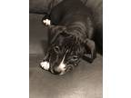 Carrie, American Staffordshire Terrier For Adoption In Smithfield