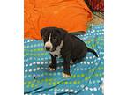 Kelly, American Staffordshire Terrier For Adoption In Smithfield, North Carolina