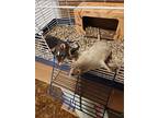 Martin And Chris, Rat For Adoption In South Bend, Indiana