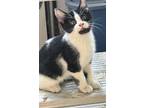 Bogart, Domestic Shorthair For Adoption In South Bend, Indiana