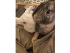 Belle, Other/unknown For Adoption In Springfield, Massachusetts