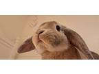 Butterscotch, Harlequin For Adoption In Springfield, Massachusetts