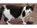 Muji, Domestic Shorthair For Adoption In Pueblo, Colorado