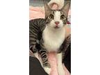 Alex, Domestic Shorthair For Adoption In Frisco, Texas