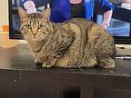 Rigley, Domestic Shorthair For Adoption In Frisco, Texas