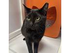 Shadow, Domestic Shorthair For Adoption In Santa Fe, New Mexico