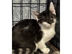 Bandette, Domestic Shorthair For Adoption In Lauderhill, Florida