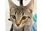 Lee, Domestic Shorthair For Adoption In Sequim, Washington