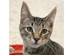 Casey, Domestic Shorthair For Adoption In Sequim, Washington