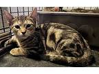Harley, Domestic Shorthair For Adoption In Lauderhill, Florida