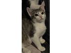 Sylvie, Domestic Shorthair For Adoption In Lauderhill, Florida