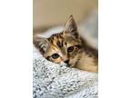 Mocha, Domestic Shorthair For Adoption In Arlington, Washington