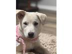 Luna Belle, Labrador Retriever For Adoption In Jackson, Tennessee