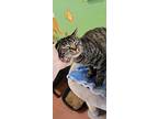 Tiny Tina, Domestic Shorthair For Adoption In Tioga, Pennsylvania
