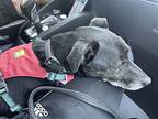 Meatball (courtesy Post), Jack Russell Terrier For Adoption In Tioga