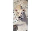 Jerry, Labrador Retriever For Adoption In East Hartford, Connecticut