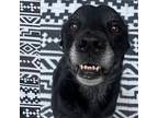 Chip, Labrador Retriever For Adoption In Louisville, Kentucky