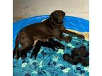 Nellie, Labrador Retriever For Adoption In Louisville, Kentucky