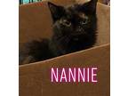 Nannie, Domestic Mediumhair For Adoption In Huntington, Indiana