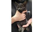 Jane, Domestic Shorthair For Adoption In Huntington, Indiana