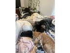 Ramen, Tabby For Adoption In Huntington, Indiana
