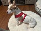 Beu, Jack Russell Terrier For Adoption In Battle Ground, Washington