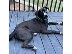 Arloe, Labrador Retriever For Adoption In Cumming, Georgia