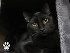 Bandit, Domestic Shorthair For Adoption In Missoula, Montana