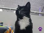 Hazel, Domestic Shorthair For Adoption In Missoula, Montana