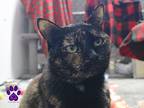 Spooky, Domestic Shorthair For Adoption In Missoula, Montana