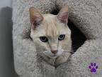 Izzy, Domestic Shorthair For Adoption In Missoula, Montana