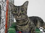 Arwen, Domestic Shorthair For Adoption In Missoula, Montana