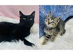 Elizabeth Is Going To Be The Q, Bombay For Adoption In Bedford Hills, New York
