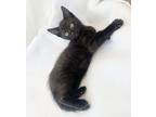Poppy Is Petite And Perfect! A, Bombay For Adoption In Bedford Hills, New York